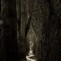 Journey into the forest