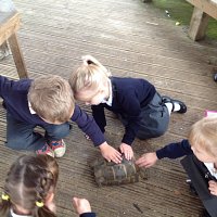 Tortoises